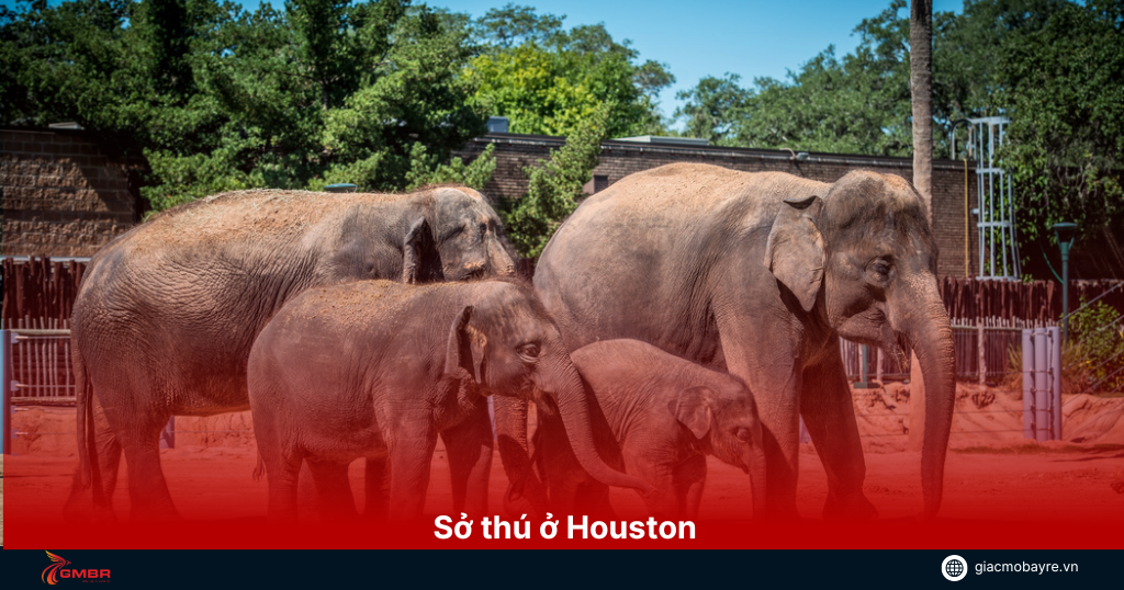 dia-diem-o-zoo-houston