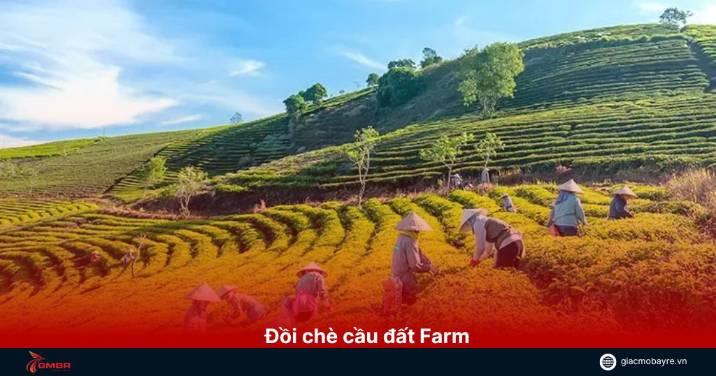 Đồi chè cầu đất Farm
