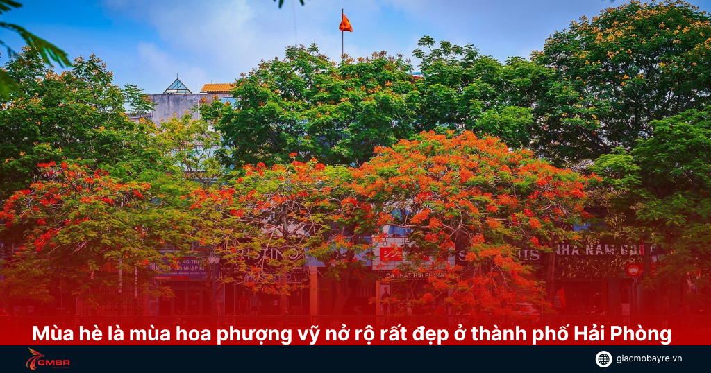 Mùa hè là mùa hoa phượng vỹ nở rất đẹp ở thành phố cảng