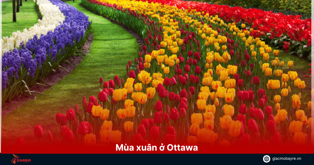 Mùa xuân là tháng hoa Tulip nở rất đẹp để bạn có thể đến du lịch ở Ottawa