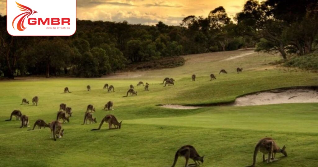 Du lịch Úc: Thời điểm du lịch, Địa điểm, Lịch trình du lịch & Hãng hàng không khai thác chuyến bay đến Úc từ Việt Nam 3 Đảo Kangaroo