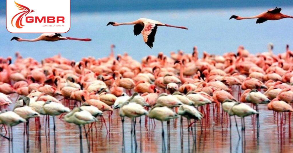 Du lịch Tanzania: Thời điểm du lịch, Địa điểm, Lịch trình du lịch & Hãng hàng không khai thác chuyến bay đến Tanzania 3 Hồ Manyara