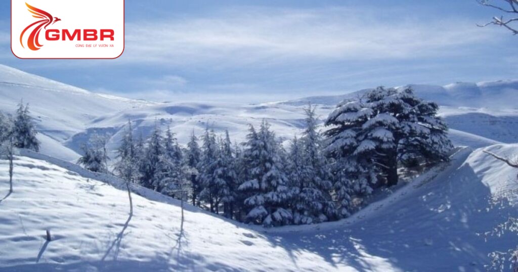 Rừng tuyết tùng của Chúa