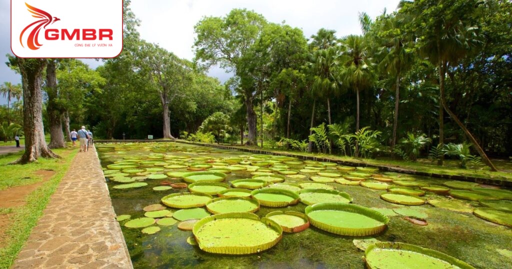 Du lịch Mauritius: Thời điểm du lịch, Địa điểm, Lịch trình du lịch & Hãng hàng không khai thác chuyến bay đến Mauritius từ Việt Nam 3 Vườn bách thảo Pamplemousses