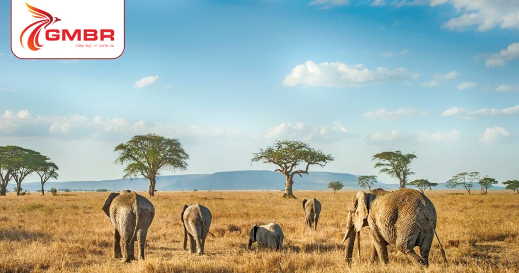 Du lịch Tanzania: Thời điểm du lịch, Địa điểm, Lịch trình du lịch & Hãng hàng không khai thác chuyến bay đến Tanzania 2 Vườn quốc gia Serengeti