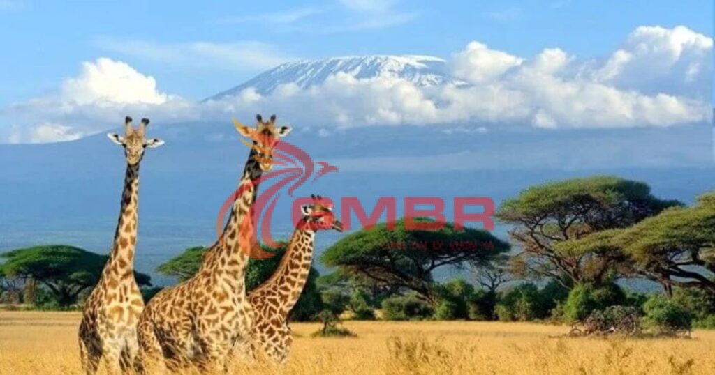 Du lịch Guinea: Địa điểm du lịch, Lịch trình & Hãng hàng không khai thác chuyến bay đến Guinea 3 Vườn quốc gia Thượng Niger